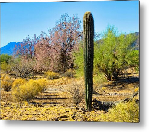 Arizona Metal Print featuring the photograph On the Ironwood Trail by Judy Kennedy