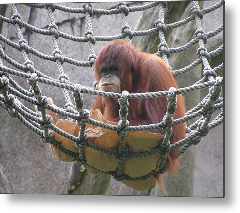 Audubon Zoo Metal Print featuring the photograph Orangutan by Heather E Harman