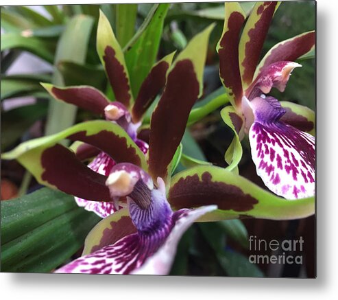 Orchid Metal Print featuring the photograph Orchid by Albert Massimi