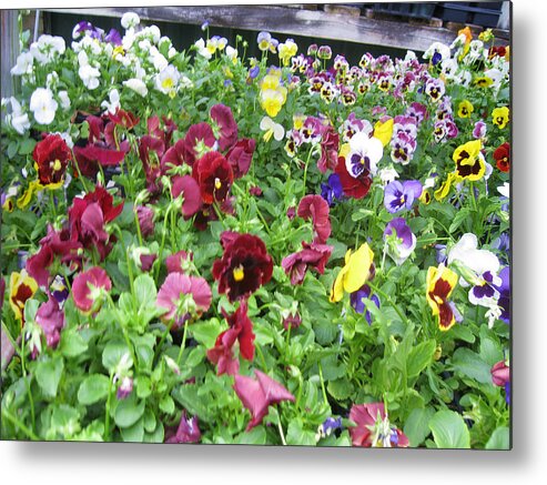 Pansies Metal Print featuring the photograph Pansy Power by David Zimmerman
