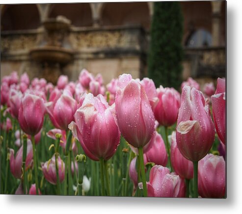 Tulips Metal Print featuring the photograph Philbrook Tulips by Buck Buchanan