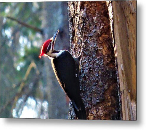 Birds Metal Print featuring the photograph Pileated Woodpecker at Rancocas Nature Preserve by Linda Stern