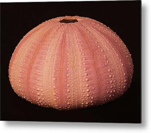 Sea Urchin Metal Print featuring the photograph Pink Sea Urchin Shell by Charles Floyd