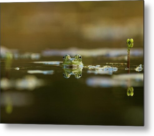 Amphibian Metal Print featuring the photograph Pond Frog, North Carolina Uwharrie National Forest by Eric Abernethy