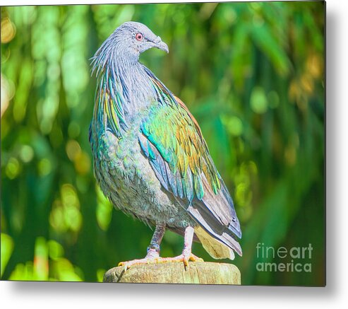 Birds Metal Print featuring the photograph Posing Pigeon by Judy Kay