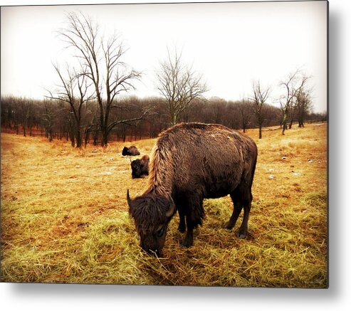 Prairie Life Metal Print featuring the photograph Prairie Life by Dark Whimsy