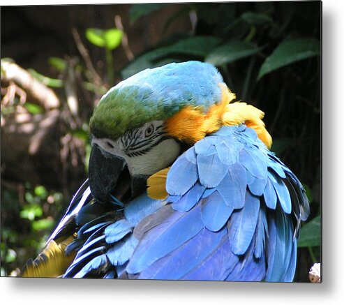  Metal Print featuring the photograph Preening Macaw by Heather E Harman