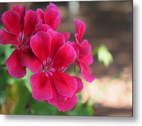 Red Metal Print featuring the photograph Pretty Flower 5 by C Winslow Shafer