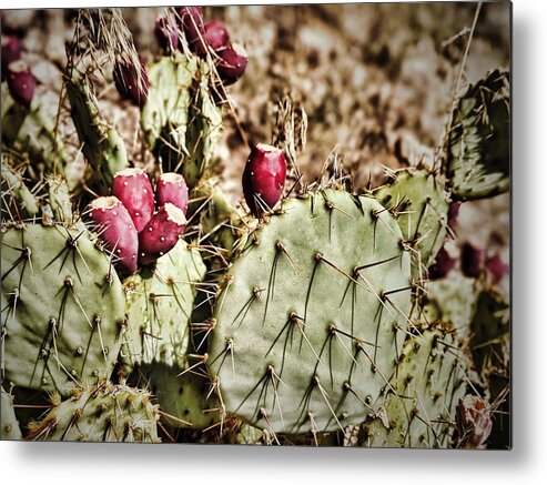 Prickly Pear Cactus Metal Print featuring the photograph Prickly Pear Cactus by Mary Pille