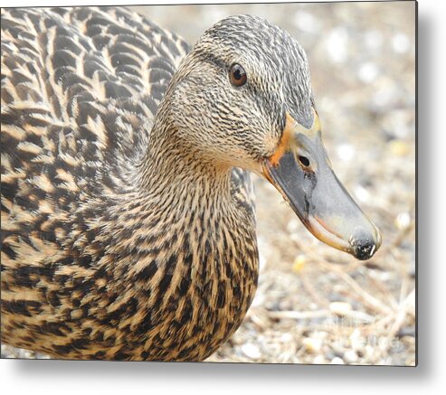 Female Metal Print featuring the photograph Quack by Eunice Miller