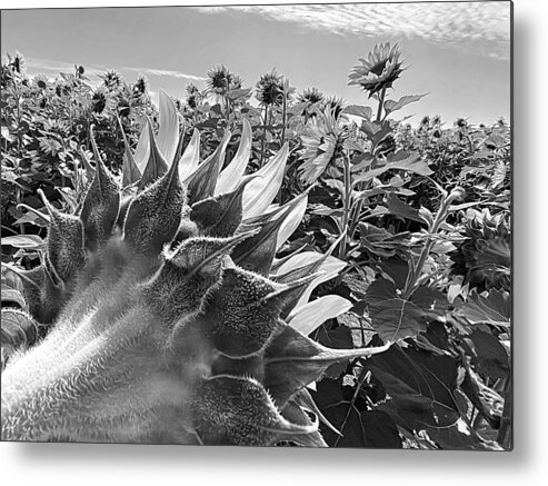 Sunflower Metal Print featuring the photograph Radar Love BW by Lee Darnell