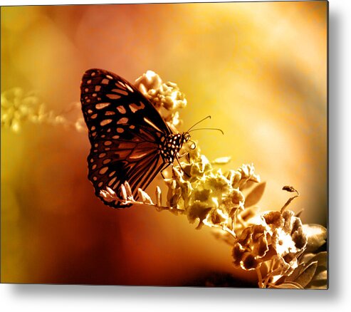 Butterfly Metal Print featuring the photograph Radiance by Holly Kempe