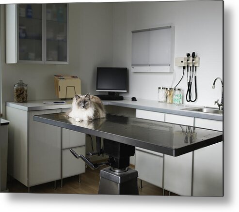 Pets Metal Print featuring the photograph Ragdoll cat sitting on veterinarian exam table by Thomas Barwick