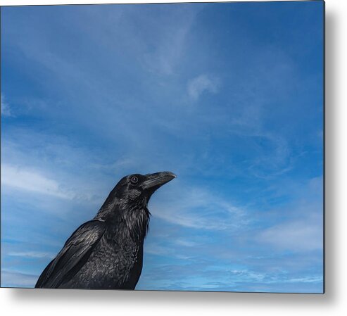 Raven Metal Print featuring the photograph Raven Portrait by Laura Putman