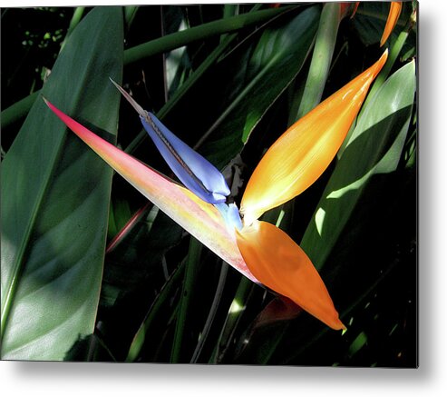  Tropical Metal Print featuring the photograph Ray Of Light by David Lawson