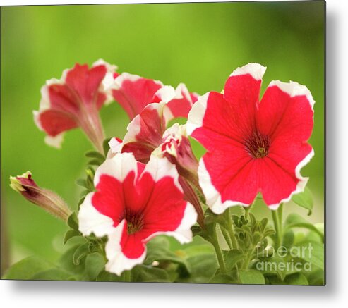 Color Metal Print featuring the photograph Red And White Petunias by Dorothy Lee