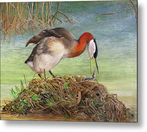 Red-necked Grebe Metal Print featuring the painting Red-necked Grebe at Nest by Barry Kent MacKay