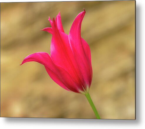 Tulip Metal Print featuring the photograph Red tulip by Average Images