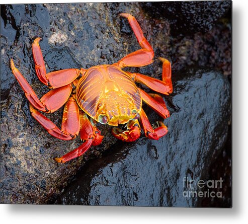 Crab Metal Print featuring the photograph Sally Lightfoot Crab in the Galapagos by L Bosco