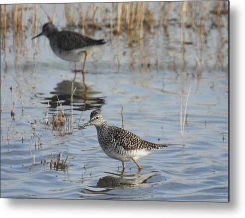 Sandpiper Metal Print featuring the photograph Sandpipers by Amanda R Wright