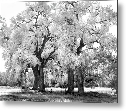 Cottonwoods Metal Print featuring the photograph Santa Fe New Mexico Cottonwoods by Rebecca Herranen