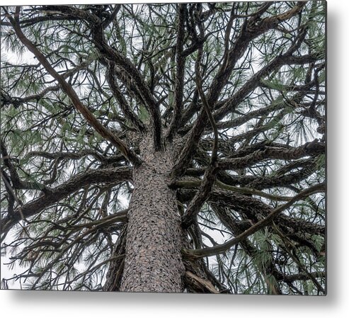 Talkest Metal Print featuring the photograph Second Talkest Pine Tree in North Carolina by WAZgriffin Digital