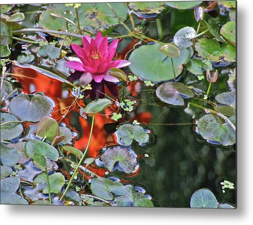 Water Lily: Water Garden Metal Print featuring the photograph September Rose Water Lily 2 by Janis Senungetuk