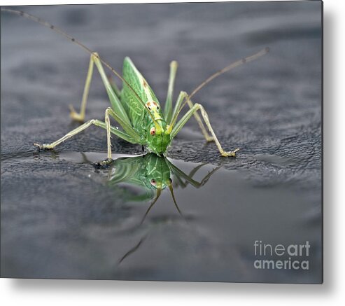 Sip Mirror Reflection Beautiful Green Eyes Cricket Drinking Water Insect Six Legs Unique Bizarre Close Up Macro Natural History Looking Humor Funny Single One Life-style Portrait Whiskers Delicate Vivid Color Beauty Alone Posing Elegant Handsome Figure Character Expressive Charming Singular Stylish Solo Fantastic Solitary Lonesome Loner Pretty Delightful Serenity Enjoying Joy Stimulating Mysterious Surreal Creative Fantasy Weird Imaginary Aesthetic Eccentric Grotesque Peculiar Face Puddle Nice Metal Print featuring the photograph Sip Of Water - Am I Beautiful? by Tatiana Bogracheva