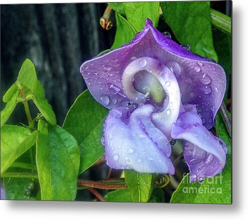 Trumpet Vine Or Trumpet Creeper (campsis Radicans) And Snail Flo Metal Print featuring the photograph Snail Vine Flowering with Raindrops by David Zanzinger