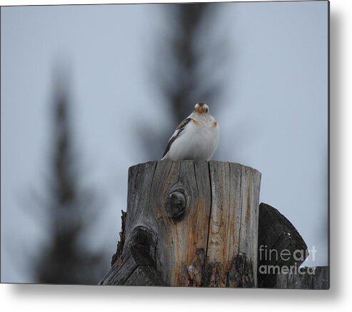 Snow Bunting Metal Print featuring the photograph Snow Bunting by Nicola Finch