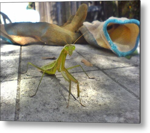 Praying Mantis Metal Print featuring the photograph So You Want To Put On Your Gloves by Andy Rhodes