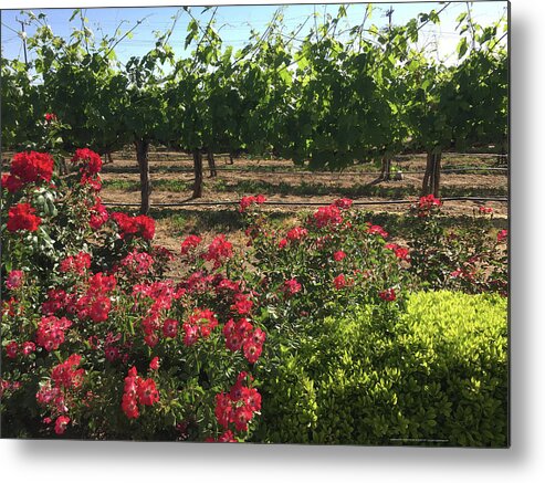 Southcoast Metal Print featuring the painting Southcoast Vines by Roxy Rich