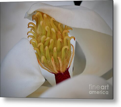 Magnolia Metal Print featuring the photograph Southern Magnolia in the Evening by L Bosco