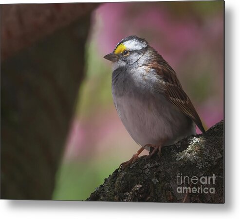 Bird Metal Print featuring the photograph Sparrow in the Spotlight by Chris Scroggins