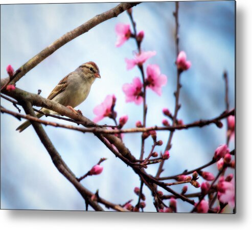 Sparrow Metal Print featuring the photograph Sparrow Perched In Peach Blossoms by Laura Vilandre