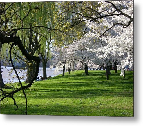 Cherry Blossoms Metal Print featuring the photograph Spring in the US Capital by Tanya White