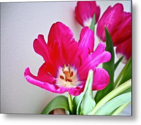 Tulips Metal Print featuring the photograph Spring In Winter by Alida M Haslett