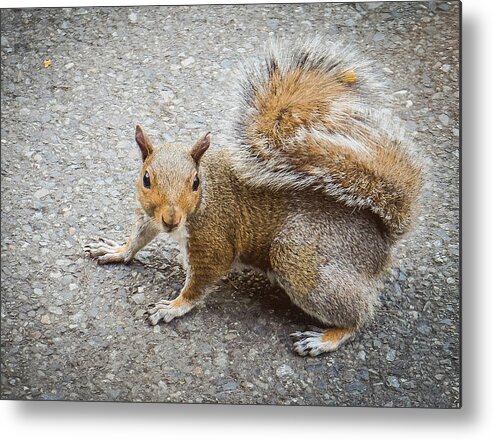 Squirrel Metal Print featuring the photograph Squirrel at the Zoo by Anamar Pictures