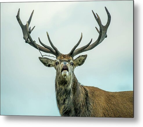 Stag Metal Print featuring the photograph Stag Call by Nick Bywater