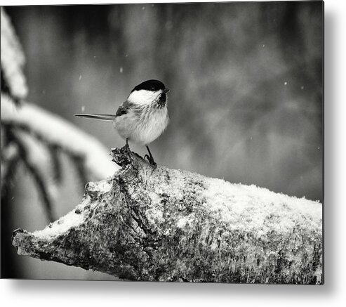 Finland Metal Print featuring the photograph Standing in the snow. Willow tit bw by Jouko Lehto