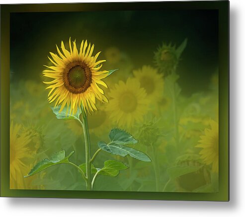 Sunflower Metal Print featuring the photograph Standout Sunflower by Leslie Montgomery