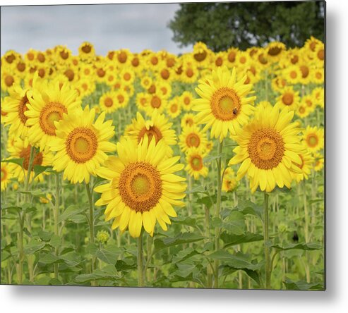 Sunflowers Metal Print featuring the photograph Sunflower Friends by Forest Floor Photography