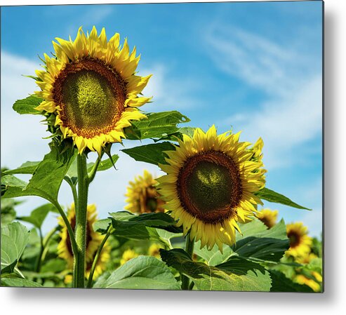 Sunflowers Metal Print featuring the photograph Sunflowers 11 by Lisa Blake