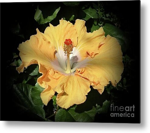 Art Metal Print featuring the photograph Sunny Hibiscus by Jeannie Rhode