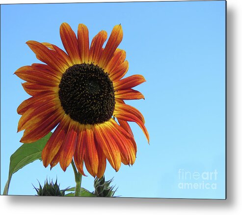 Canada Metal Print featuring the photograph Sunny Sunflower by Mary Mikawoz