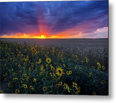 Sunset Metal Print featuring the photograph Sunset 1 by Julie Powell