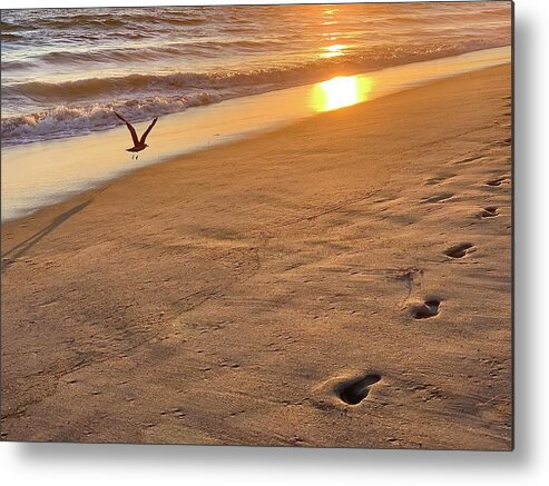 Sunset Metal Print featuring the photograph Sunset Seagull by Brian Eberly