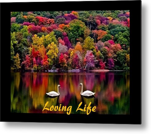 Swans Metal Print featuring the photograph Swans Loving Life by Nancy Ayanna Wyatt