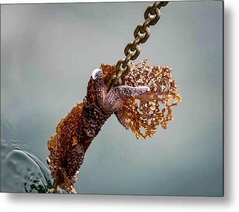 Starfish Metal Print featuring the photograph Tag-A-Long by Tim Dussault