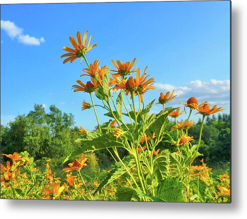 Sunflower Metal Print featuring the photograph Tall Sunflowers by Christopher Reed